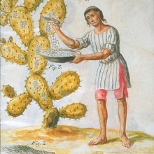 Cochineal Dyeing Demo w/ Omar Chasan (Saturday, September 27th @ 11am_